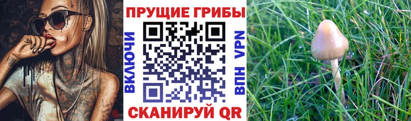ссылка на мегу ссылки  нарко площадка как зайти  Галлюциногенные грибы GOLDEN TEACHER  Ирбит 